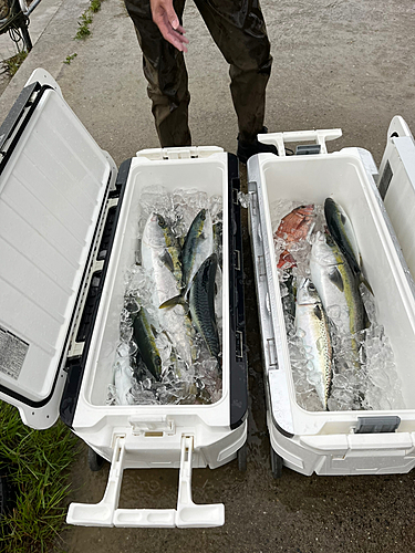 ヤズの釣果