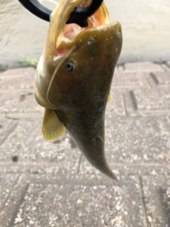 ナマズの釣果