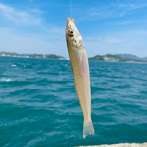 シロギスの釣果