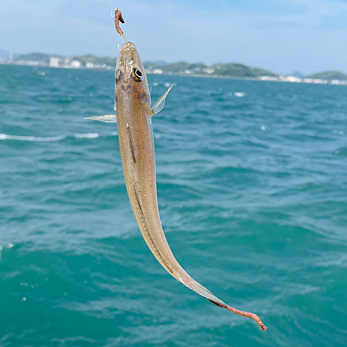 シロギスの釣果