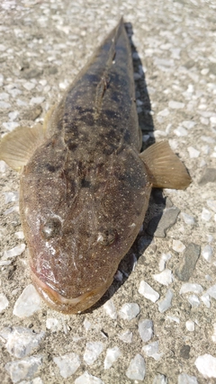 マゴチの釣果