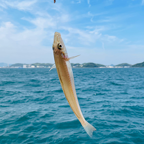 シロギスの釣果