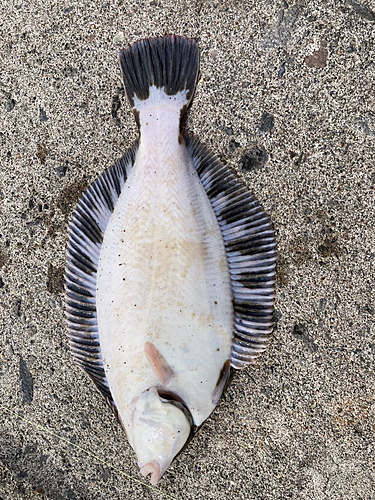 クロガシラガレイの釣果