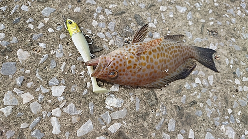 オオモンハタの釣果