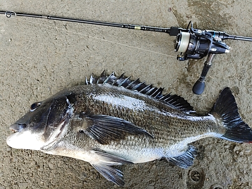 チヌの釣果