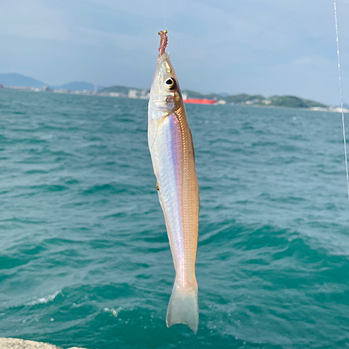 シロギスの釣果