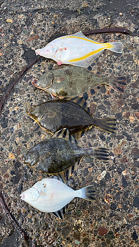 カレイの釣果