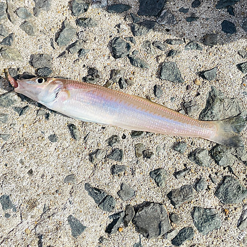 シロギスの釣果