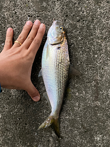 コノシロの釣果