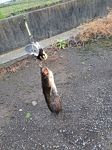 ナマズの釣果