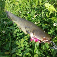 マナマズの釣果