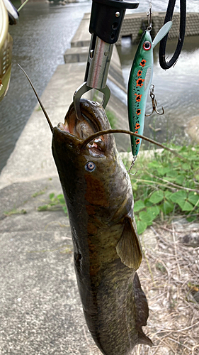 ナマズの釣果