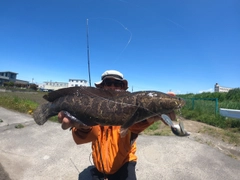 ライギョの釣果