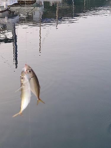 マイワシの釣果