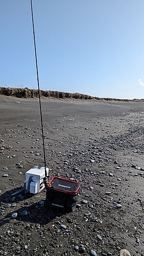 ウグイの釣果