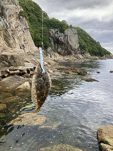 ソゲの釣果