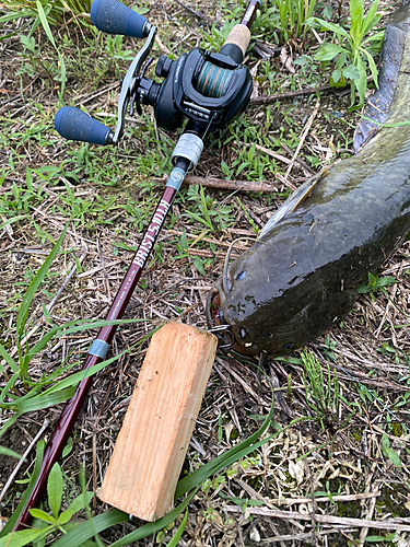 ナマズの釣果