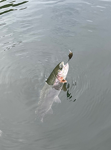 ニジマスの釣果