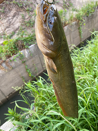 ナマズの釣果