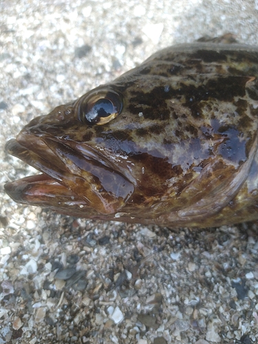 タケノコメバルの釣果