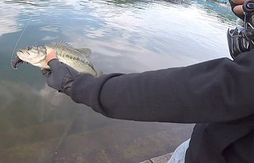 ブラックバスの釣果