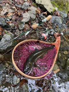 イワナの釣果