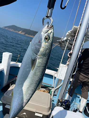 ハマチの釣果