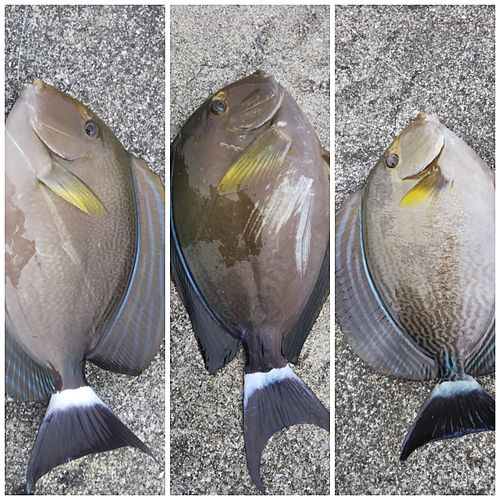 トカジャーの釣果