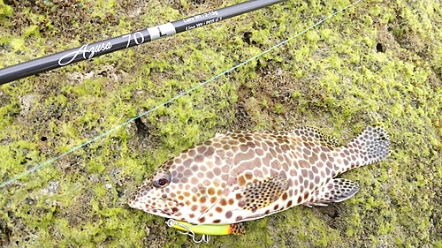 カンモンハタの釣果