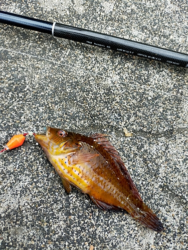 ホシササノハベラの釣果