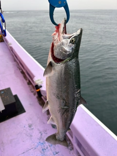 サクラマスの釣果