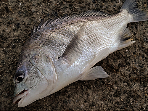 キビレの釣果