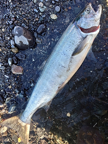 アキアジの釣果