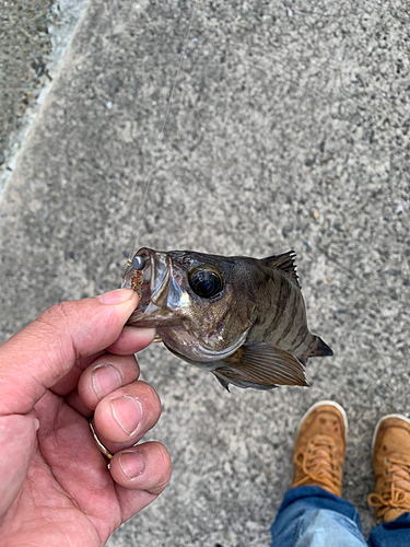 クロメバルの釣果