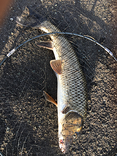 ニゴイの釣果