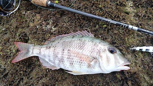 マトフエフキの釣果