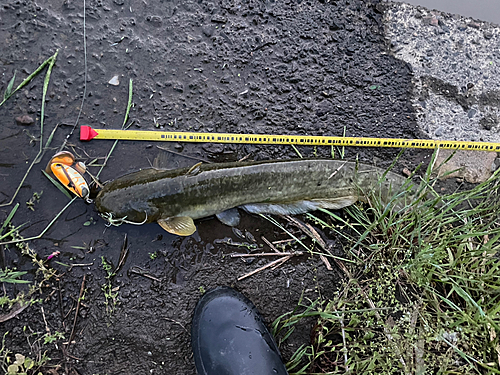 ニホンナマズの釣果