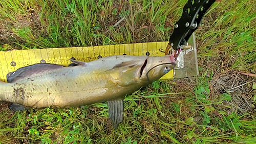 アメリカナマズの釣果