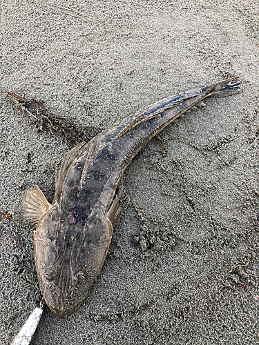 マゴチの釣果