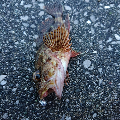 アラカブの釣果