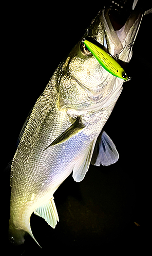 シーバスの釣果