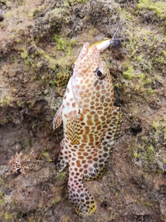 イシミーバイの釣果