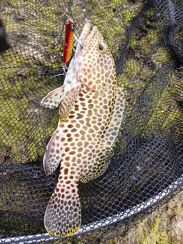 イシミーバイの釣果