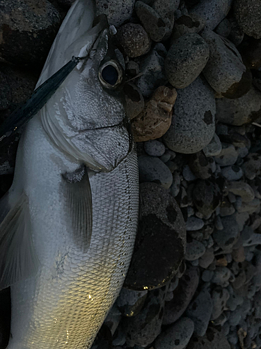 セイゴ（ヒラスズキ）の釣果