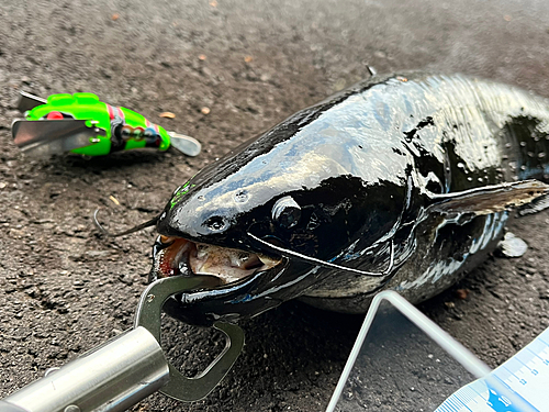 ナマズの釣果