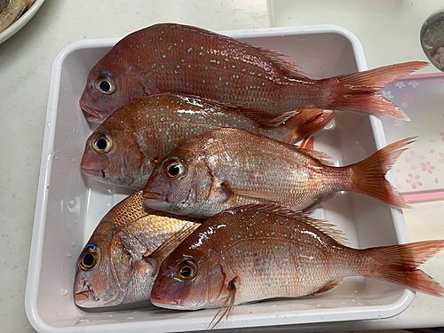 マダイの釣果