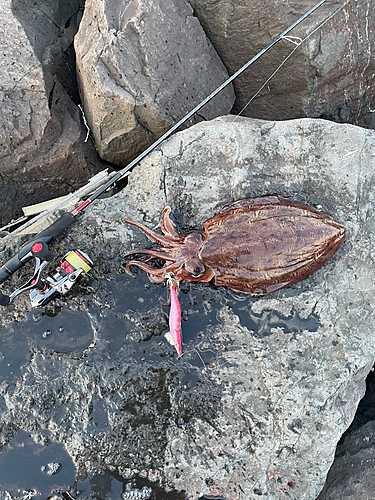 モンゴウイカの釣果