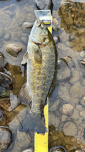 スモールマウスバスの釣果