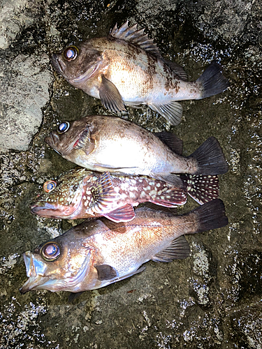 メバルの釣果