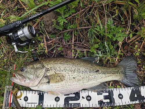 ブラックバスの釣果